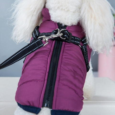 Close up of a small white dog in a purple DogSki Sport™ - Waterproof Jacket Harness.
